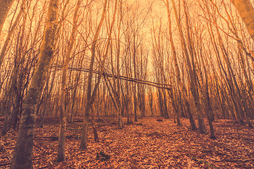 Image showing Broken tree in a forest