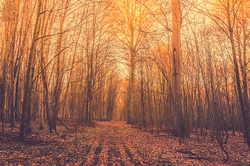 Image showing Autumn sunrise in the forest