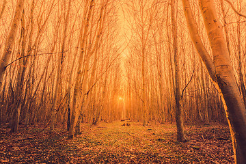 Image showing Sunrise in a forest with tall trees