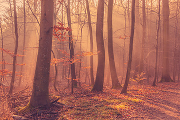 Image showing Sunrise in a the forest mist