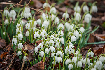 Image showing Many snowdrop flowers in the forest