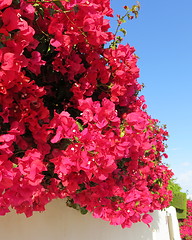 Image showing Bougainvillea