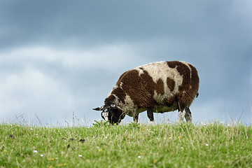Image showing Sheep feeding on grass