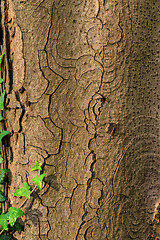 Image showing Closeup photo of a tree trunk