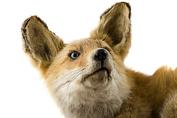 Image showing Red fox isolated on white background