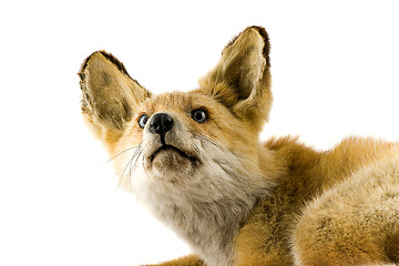 Image showing Red fox isolated on white background