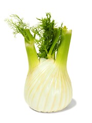 Image showing Florence fennel bulb on white