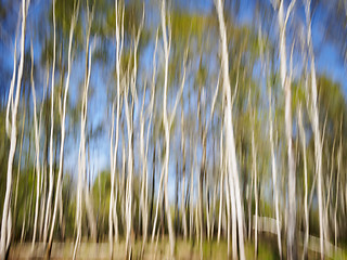 Image showing Birch Forest