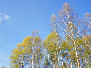 Image showing Birch Forest background