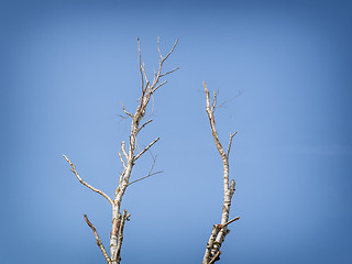 Image showing Birch tree background