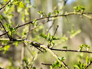 Image showing Scrub and thorns