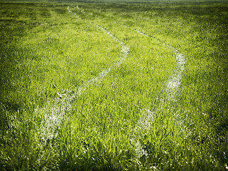 Image showing Tire tracks in a meadow