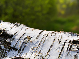 Image showing Birch tree background