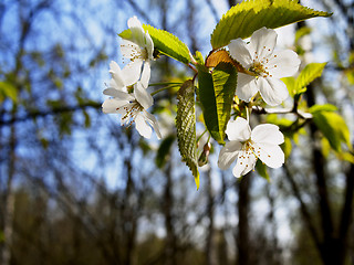 Image showing Close up cherry blossom