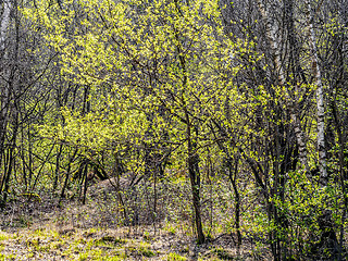 Image showing green leaves in sunlight