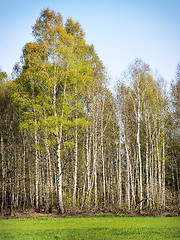 Image showing Birch Forest