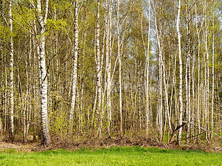 Image showing Birch Forest