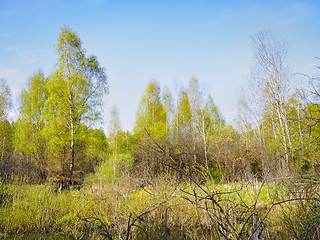 Image showing Birch Forest