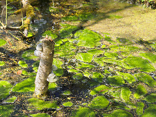 Image showing Pond with moss and mushroom