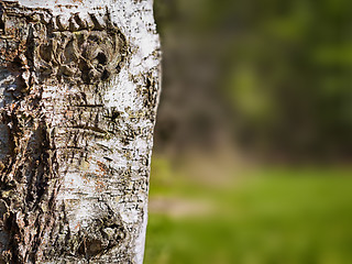 Image showing Birch tree background