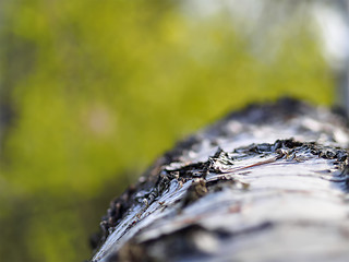 Image showing Birch tree background