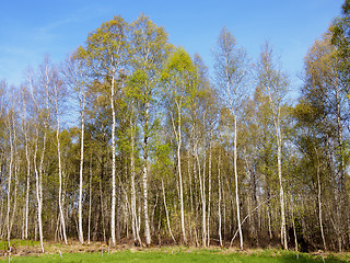 Image showing Birch Forest