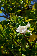 Image showing gardenia flower on bush