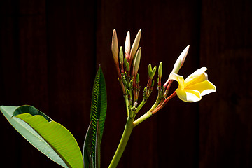 Image showing plumeria buds and bloom