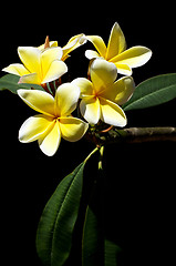 Image showing yellow plumeria spa flowers in bloom