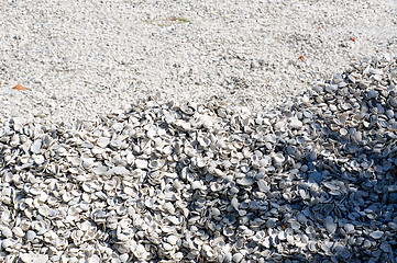 Image showing sea shell mound background