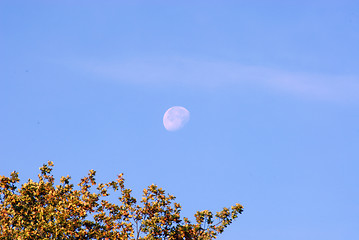 Image showing DAYTIME MOON OVER AUTUMN TREES