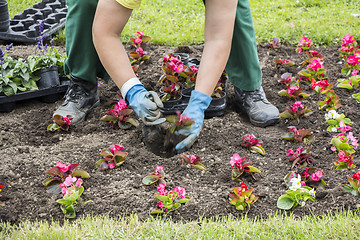 Image showing Planting flowers