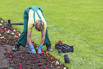 Image showing Planting flowers