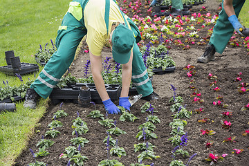 Image showing Planting flowers