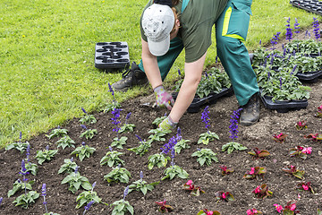 Image showing Planting flowers