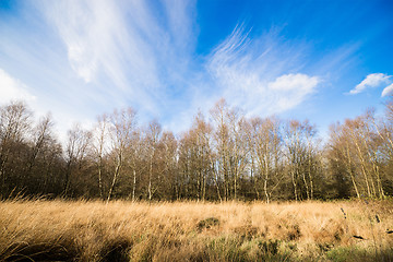 Image showing Birch trees in autumn nature