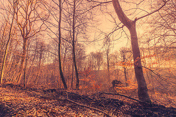 Image showing Sunrise in a misty forest in the fall