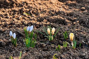 Image showing Soil with colorful crocus flowers