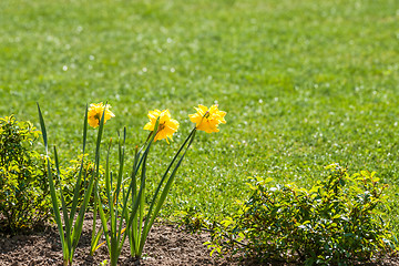 Image showing Flowerbed with yellow daffodil flowers