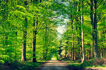 Image showing Road in a green forest in the spring