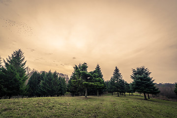 Image showing Pine trees at dawn in the fall