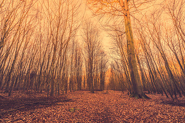 Image showing Fallen leaves in a forest at sunrise