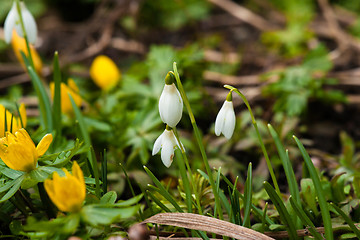 Image showing Snowdrops and eranthis in march