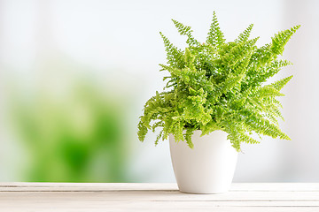 Image showing Fern in a white flowerpot