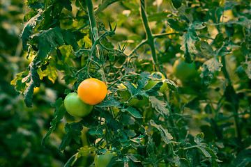 Image showing Tomato plant with fresh tomatoes