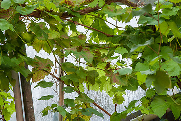 Image showing Green wine plants in a window