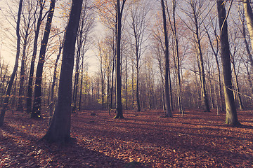 Image showing Bare trees in the forest