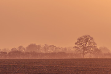 Image showing Misty sunrise with trees on a field