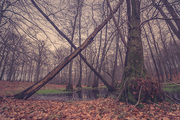 Image showing Trees making a cross by a pond