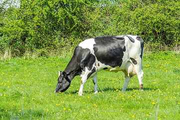 Image showing Holstein Friesian cow on green grass